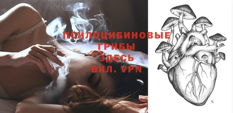 блэк спрут зеркало  Великие Луки  Галлюциногенные грибы Psilocybine cubensis  где можно купить  